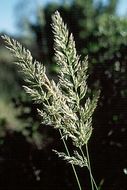 Image of serpentine reedgrass