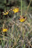 Image of San Luis mariposa lily