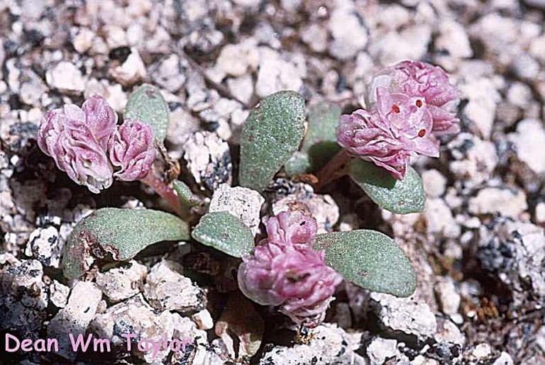 Image of <i>Calyptridium pulchellum</i>