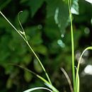 Image of Thompkins' sedge