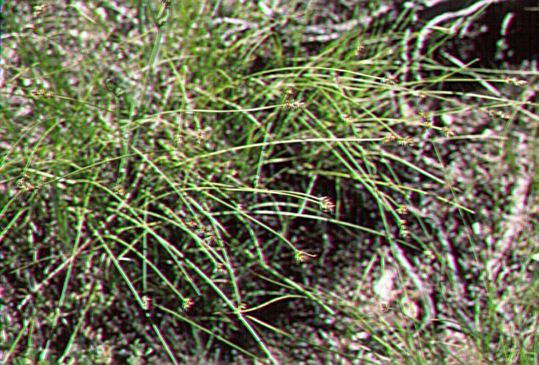 Image of valley sedge