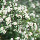 Imagem de Ceanothus ferrisiae Mc Minn