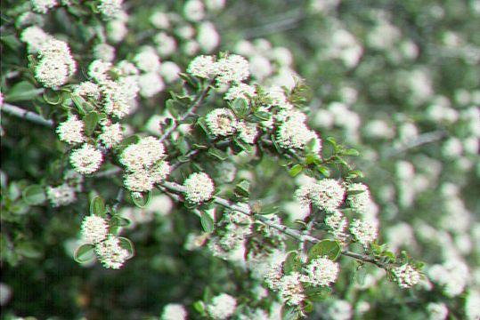 Image of Coyote ceanothus