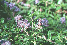 Image of Hearst Ranch buckbrush