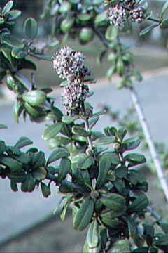 Imagem de Ceanothus maritimus Hoover