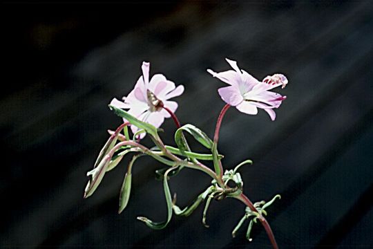 Plancia ëd Clarkia breweri (Gray) Greene