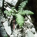 Image of Wood ferns