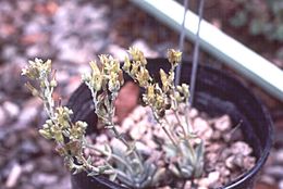 Imagem de Dudleya abramsii subsp. affinis K. M. Nakai