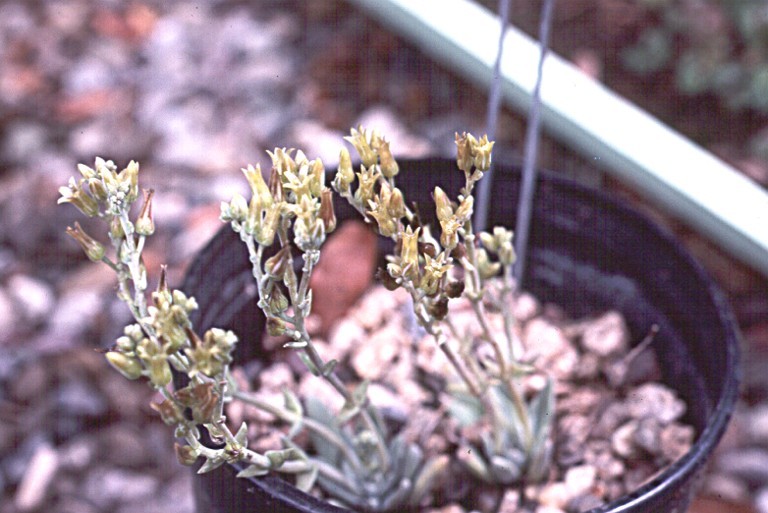 Imagem de Dudleya abramsii subsp. affinis K. M. Nakai