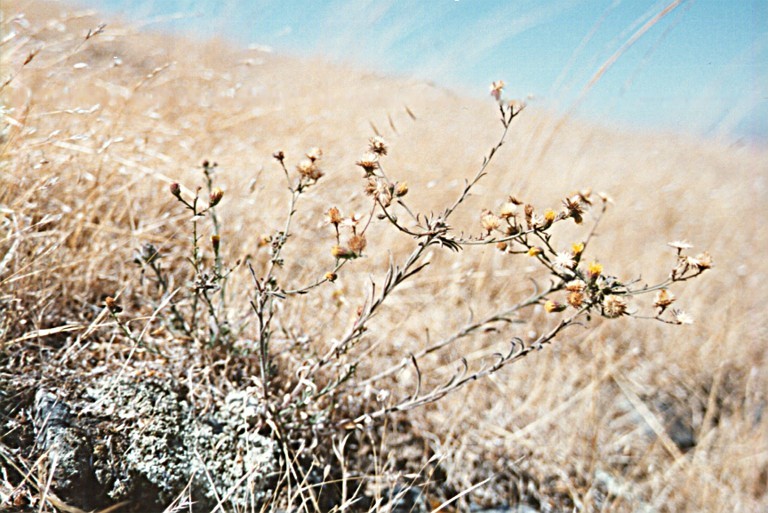 Слика од Erigeron biolettii Greene