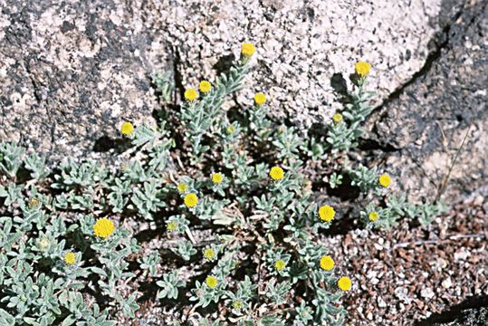 Image of starved fleabane