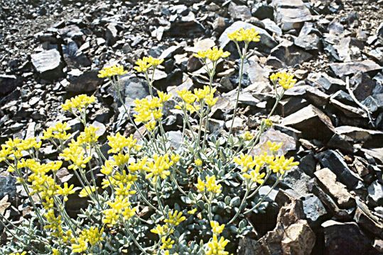 Слика од Eriogonum congdonii (S. Stokes) Reveal