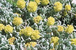 Image of Jaynes Canyon buckwheat