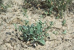 Image of cottony buckwheat