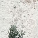 Image of BenLomond buckwheat