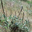 Plancia ëd Eriogonum nudum var. indictum (Jeps.) Reveal