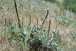 Imagem de Eriogonum nudum var. indictum (Jeps.) Reveal