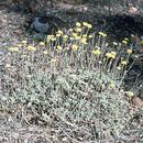 Image of tripod buckwheat