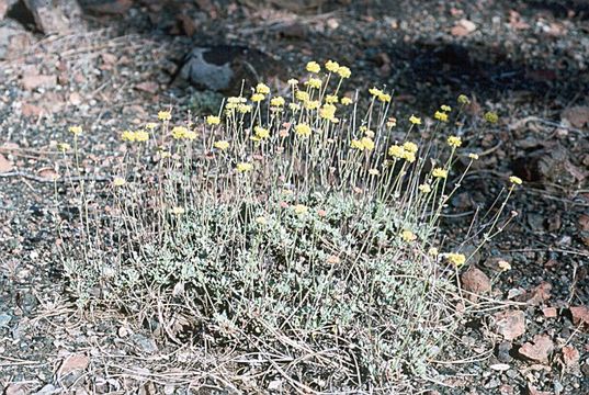 Image of tripod buckwheat