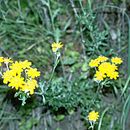 Image of San Mateo woolly sunflower