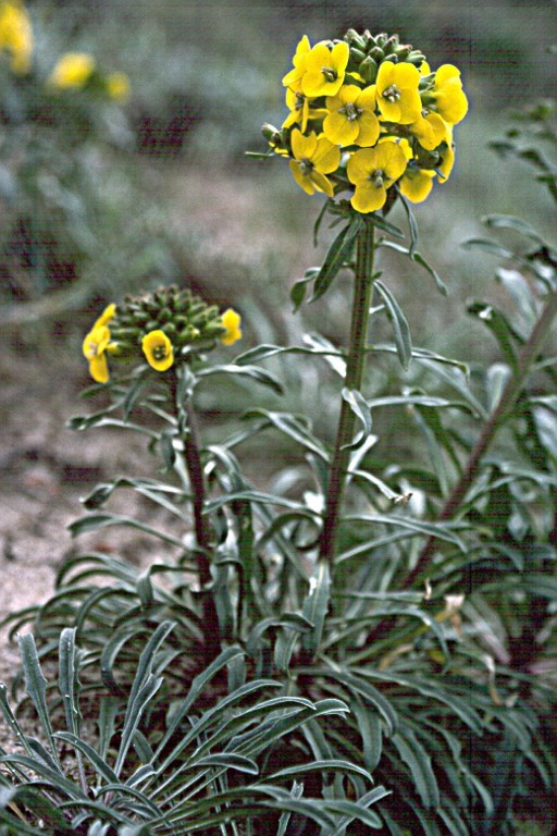 Image of coast wallflower