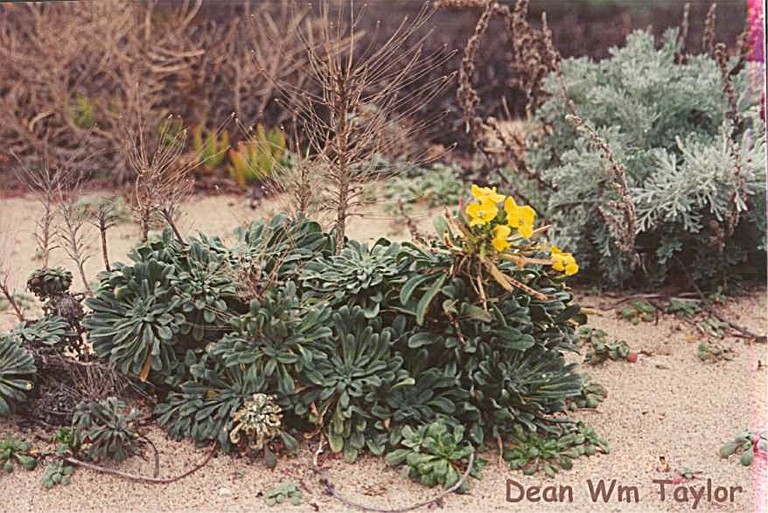 Imagem de Erysimum menziesii (Benth. & Hook. fil.) Wettst.