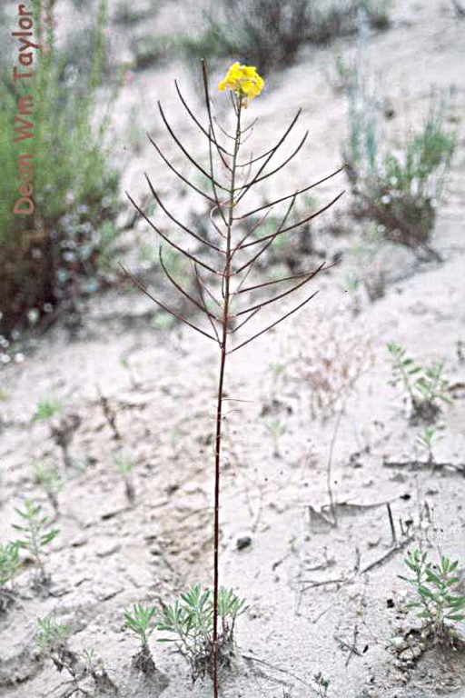 Image of Ben Lomond wallflower