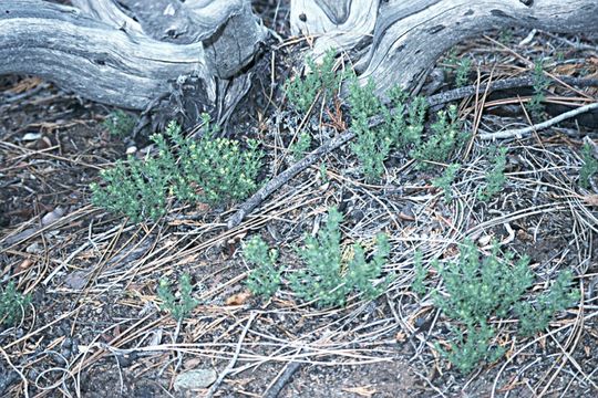 Image of serpentine bedstraw