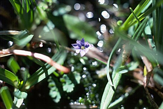 صورة Gentiana prostrata Haenke