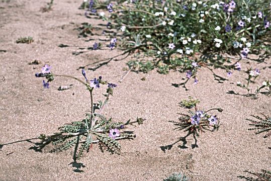 Image of Monterey gilia