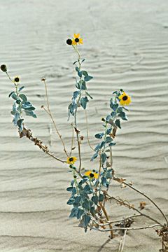 Image of Algodones sunflower