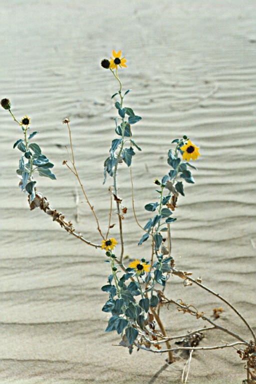 Imagem de Helianthus niveus subsp. tephrodes (A. Gray) Heiser