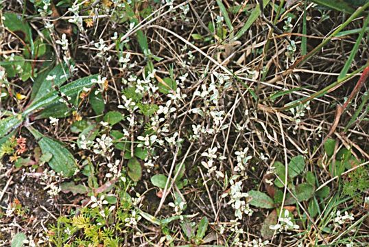 Image of shortleaf dwarf-cudweed