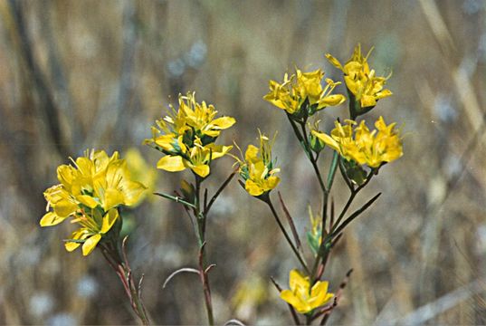 Image of Brewer's dwarf-flax