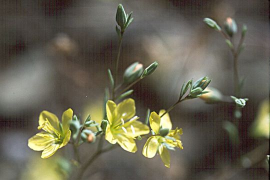 Слика од Hesperolinon serpentinum Mc Carten