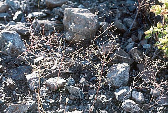 Image de Hesperolinon adenophyllum (Gray) Small