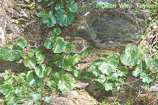 Image of foothill jepsonia