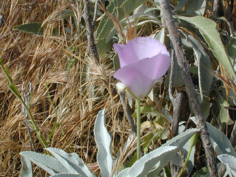 Image of Monterey mariposa lily