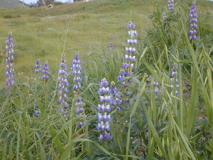 Image of broadleaf lupine