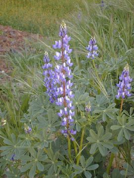 Image of broadleaf lupine