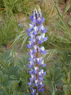 Image of broadleaf lupine