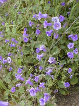 Image of wild canterbury bells