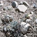 Image of San Bernardino Mountains bladderpod