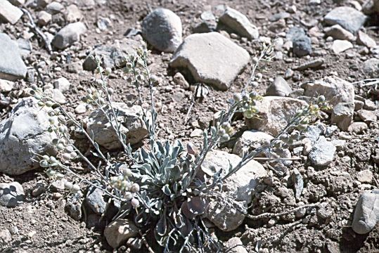 Sivun Physaria kingii subsp. bernardina (Munz) O'Kane & Al-Shehbaz kuva