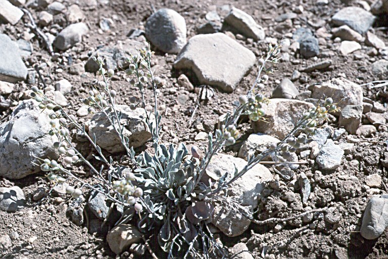 Image of San Bernardino Mountains bladderpod