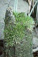 Image of Mason's Grasswort