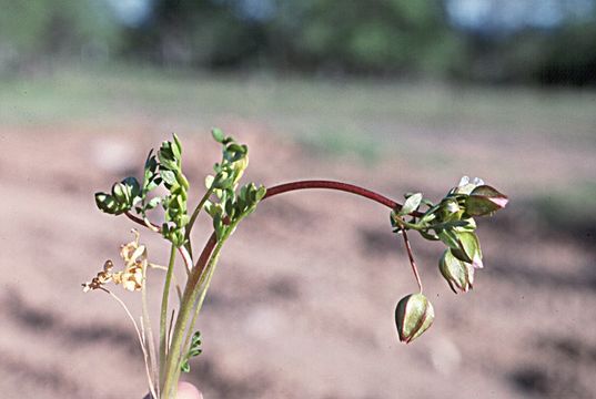 Image of woolly meadowfoam