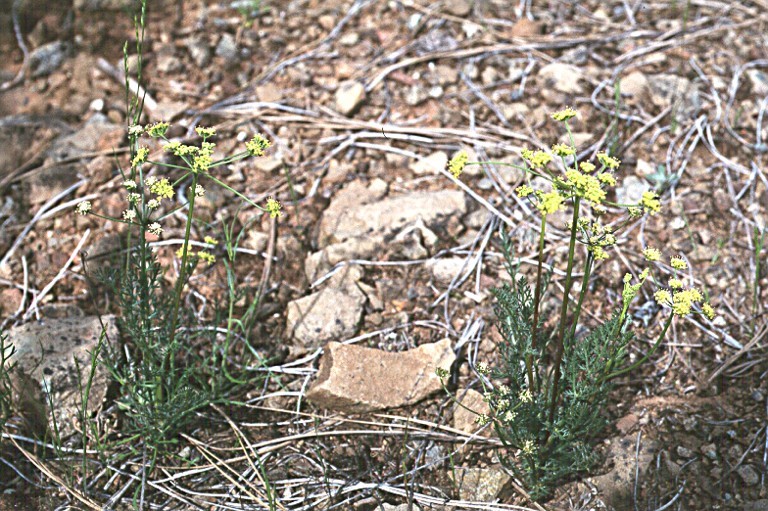 Слика од Lomatium congdonii Coult. & Rose