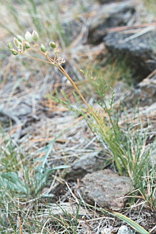 Image of Engelmann's desertparsley