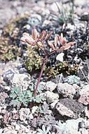 Image of cascade desertparsley